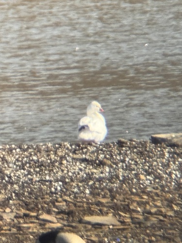 Ross's Goose (Anser rossii), photo 6