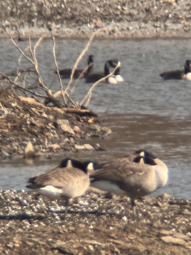 Canada Goose photographed in Kentucky