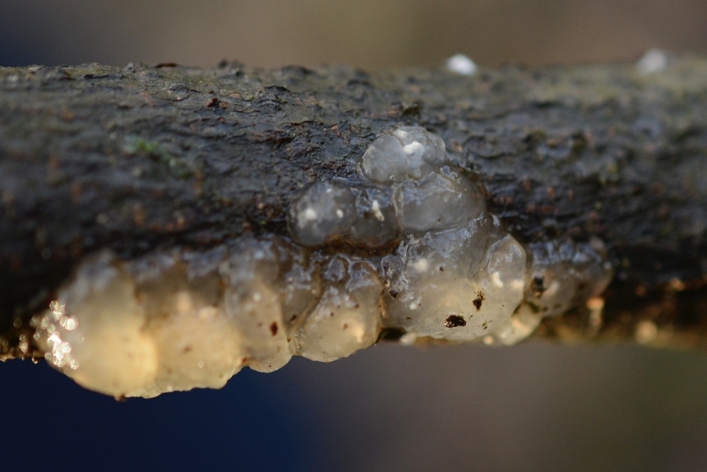 Myxarium nucleatum · January 2026 · photo: © cryptomarasmius (iNaturalist, cc-by)