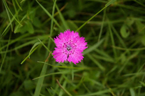 Ragged Pink (Dianthus seguieri)
