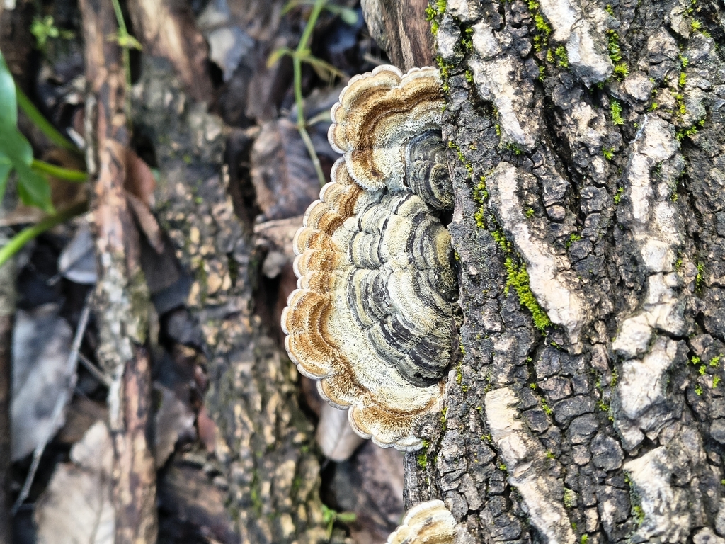 Auricularia mesenterica · January 2026 · photo: © pechangel (iNaturalist, cc-by)