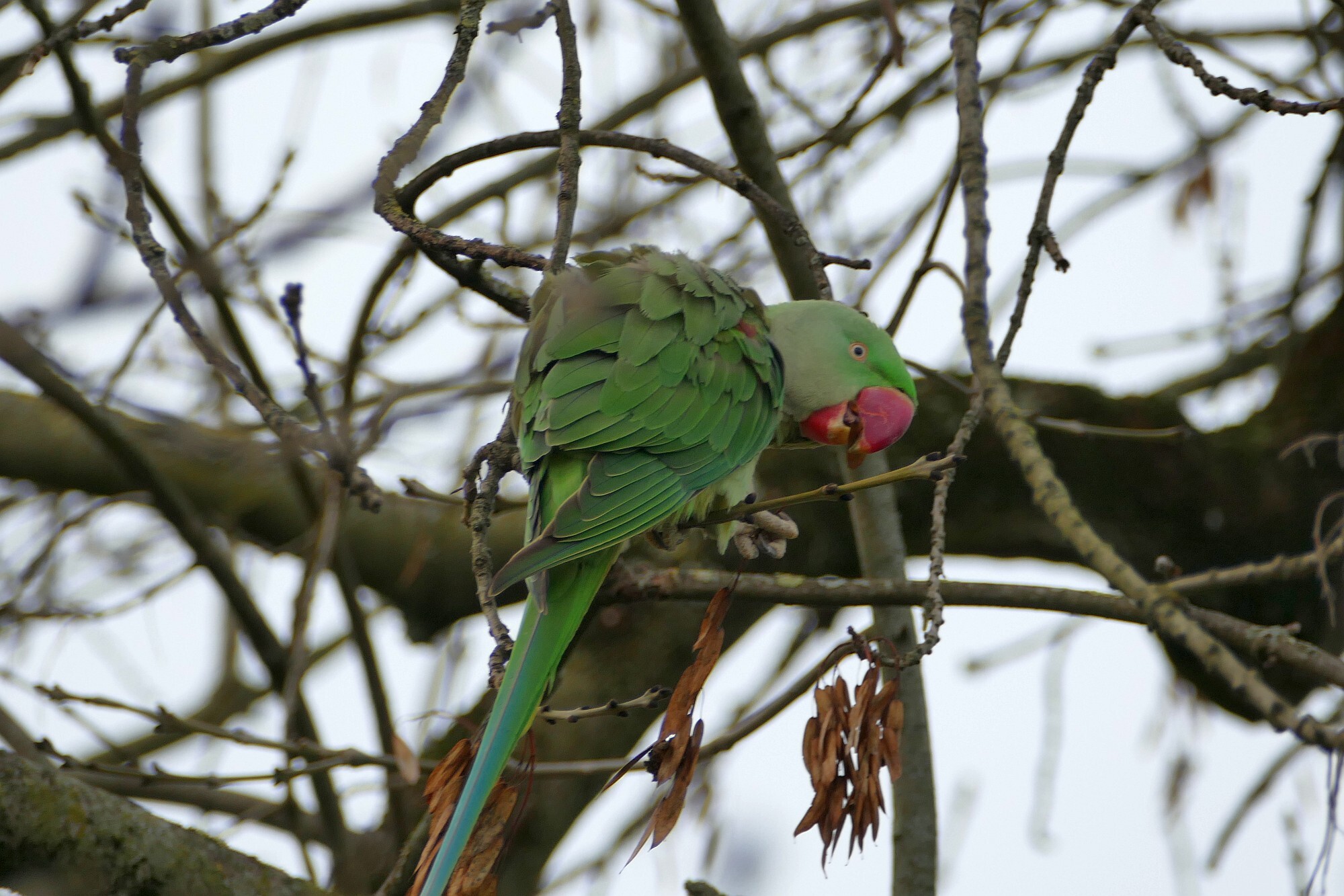 Alexandrine Parakeet (Psittacula eupatria), photo 4
