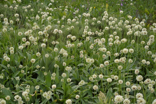 Victory Onion (Allium victorialis)