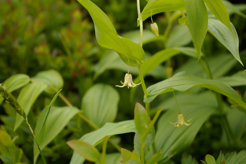 white twisted-stalk (Streptopus amplexifolius)
