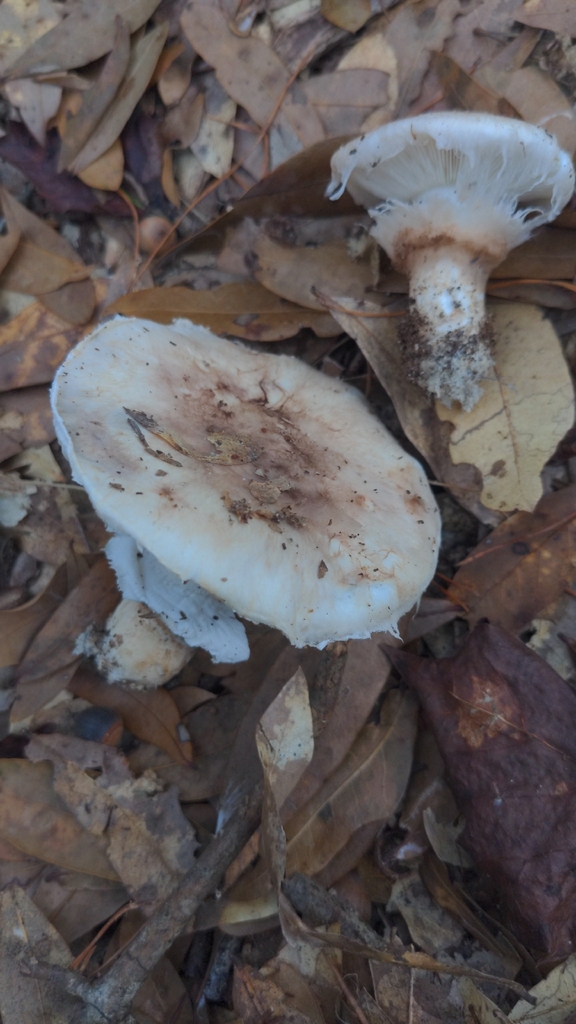 Tricholoma caligatum