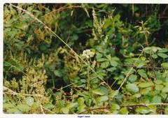 Helichrysum foetidum