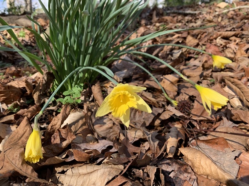 Narcissus pseudonarcissus