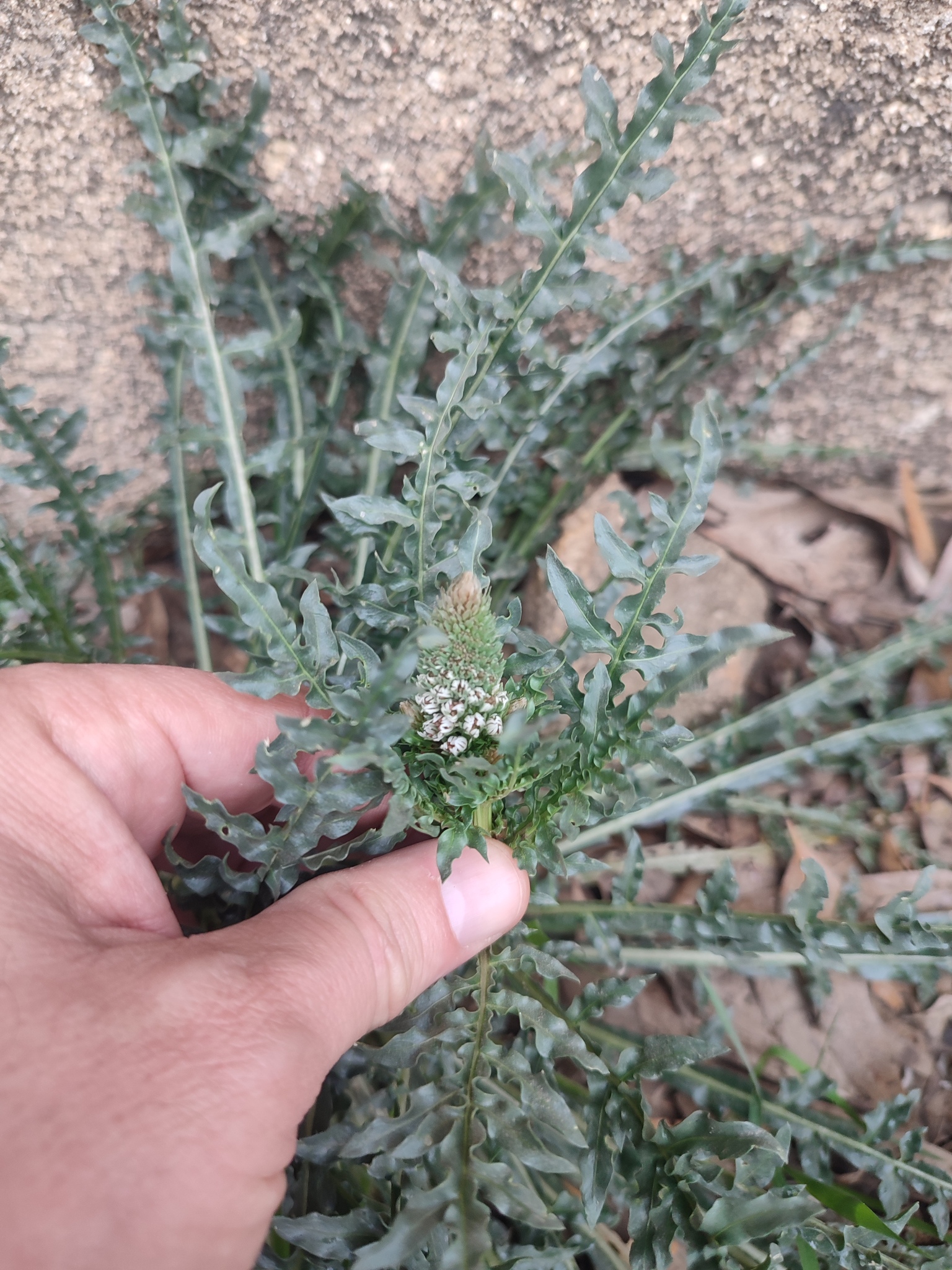 Reseda blanca