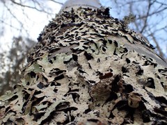 Hypotrachyna sinuosa