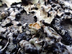 Hypotrachyna sinuosa