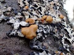 Hypotrachyna sinuosa