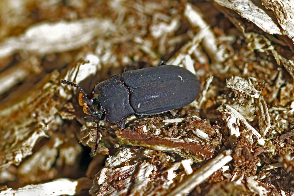 Toxicum funginum