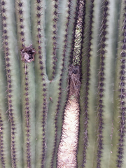 Polioptila melanura