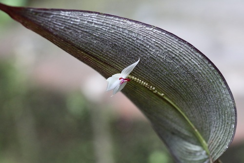 Lepanthes magnifica, photograph 1