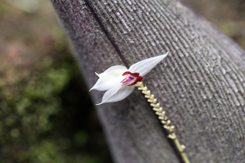 Grand Lepanthes (Lepanthes magnifica)