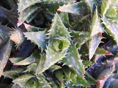 Aloe juvenna