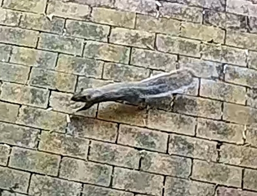 Eastern Gray Squirrel