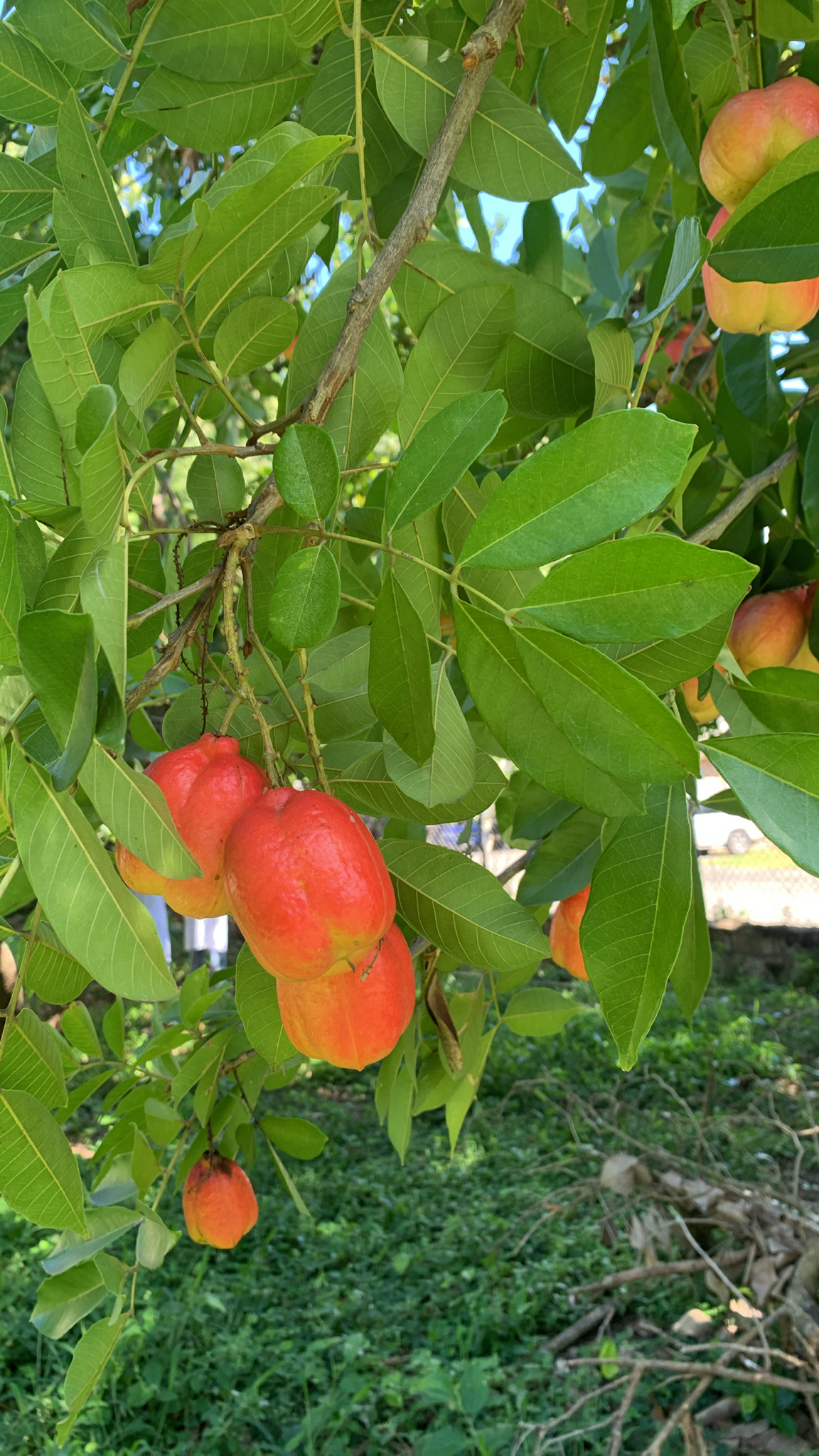 Imagem de ackee