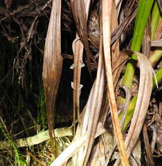 Toropuku inexpectatus