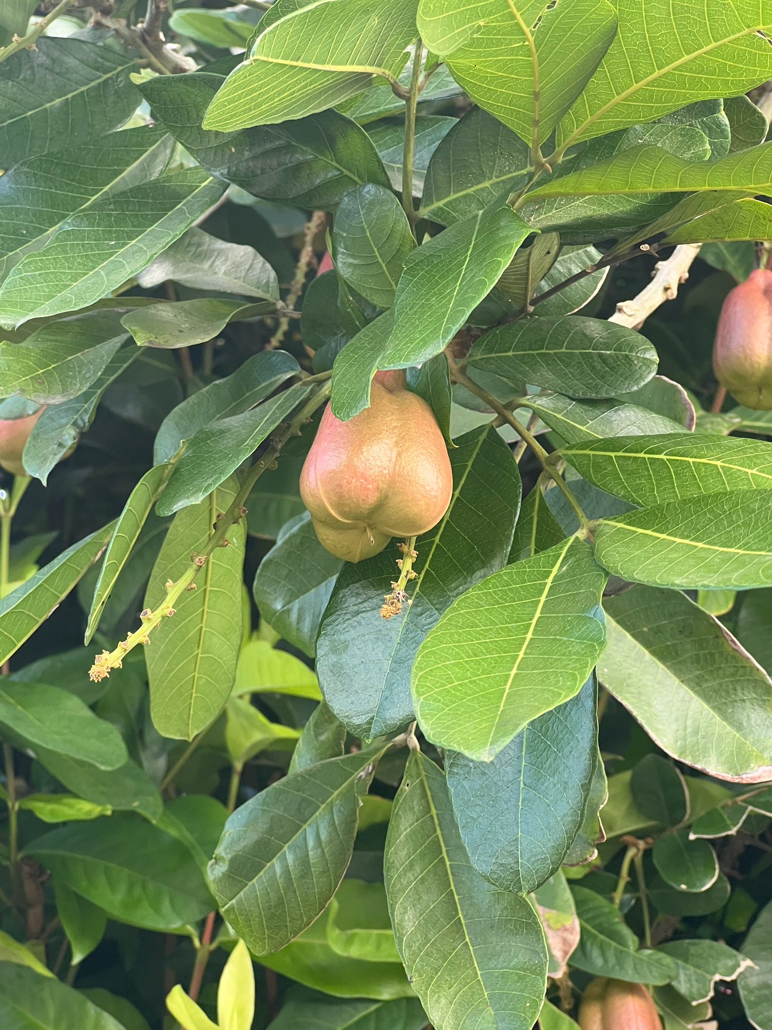 Imagem de ackee