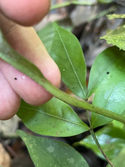 Ronabea emetica, photograph Chase Mathey, CC BY, iNaturalist via GBIF