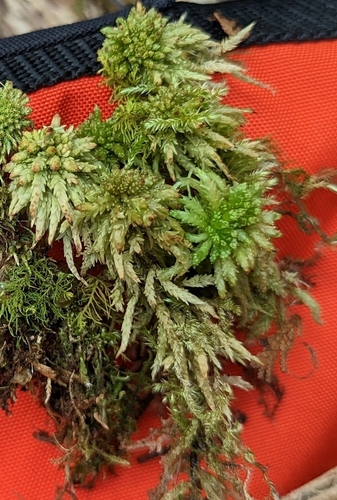 central sphagnum moss (Sphagnum centrale)