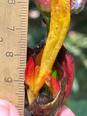 Sanchezia macrocnemis, photograph (c) Chase Mathey, some rights reserved (CC BY)
