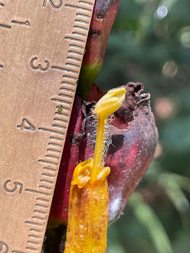 Sanchezia macrocnemis, photograph 4