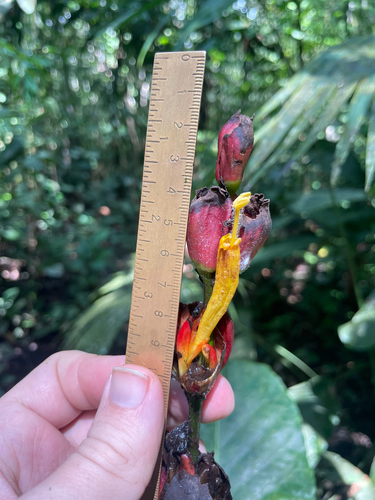 Sanchezia macrocnemis