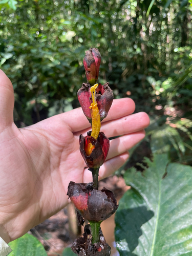 Sanchezia macrocnemis, photograph 2
