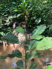 Sanchezia macrocnemis, photograph (c) Chase Mathey, some rights reserved (CC BY)
