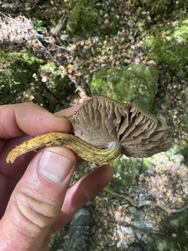 Cortinarius elaiochrous · January 2026 · photo: © iandickie (iNaturalist, cc-by)