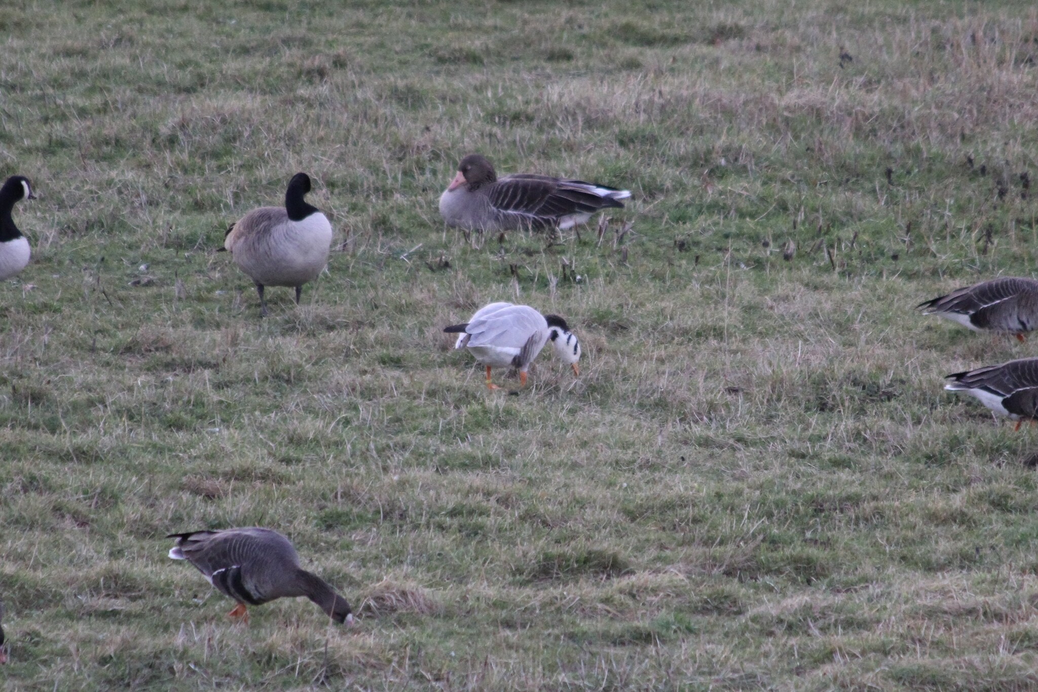 Bar-headed Goose (Anser indicus), photo 3