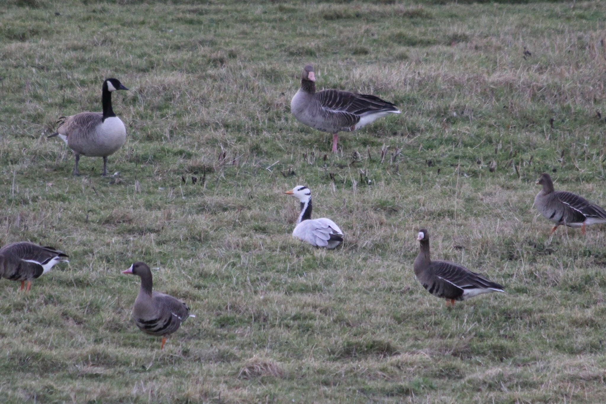 Bar-headed Goose (Anser indicus), photo 2