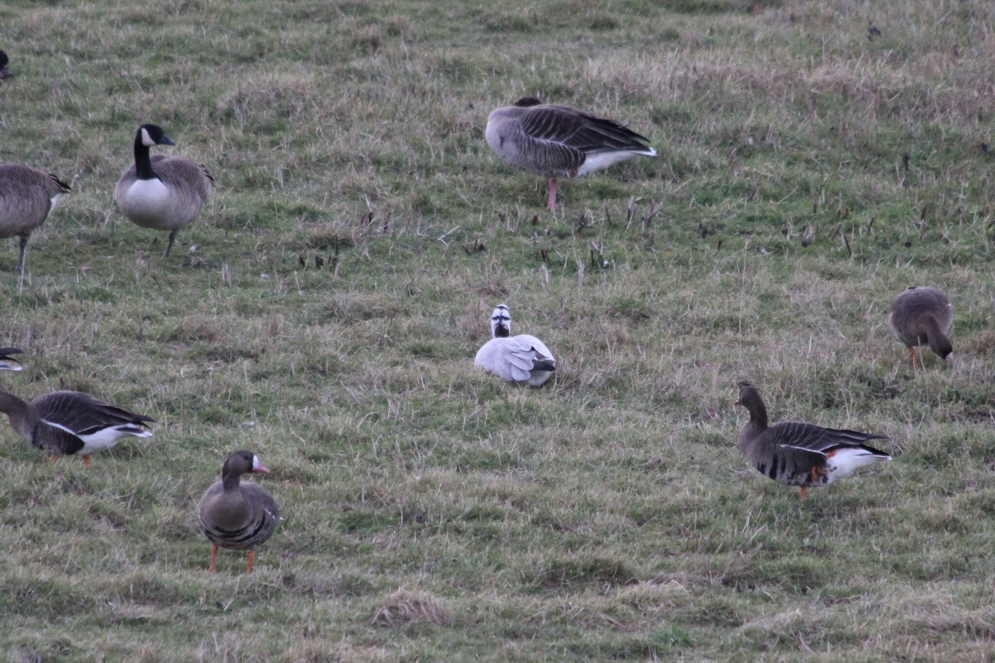 Bar-headed Goose (Anser indicus), photo 4