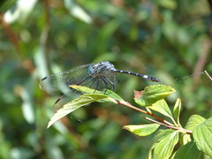 Micrathyria hypodidyma