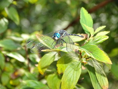 Micrathyria hypodidyma