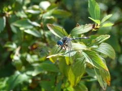 Micrathyria hypodidyma
