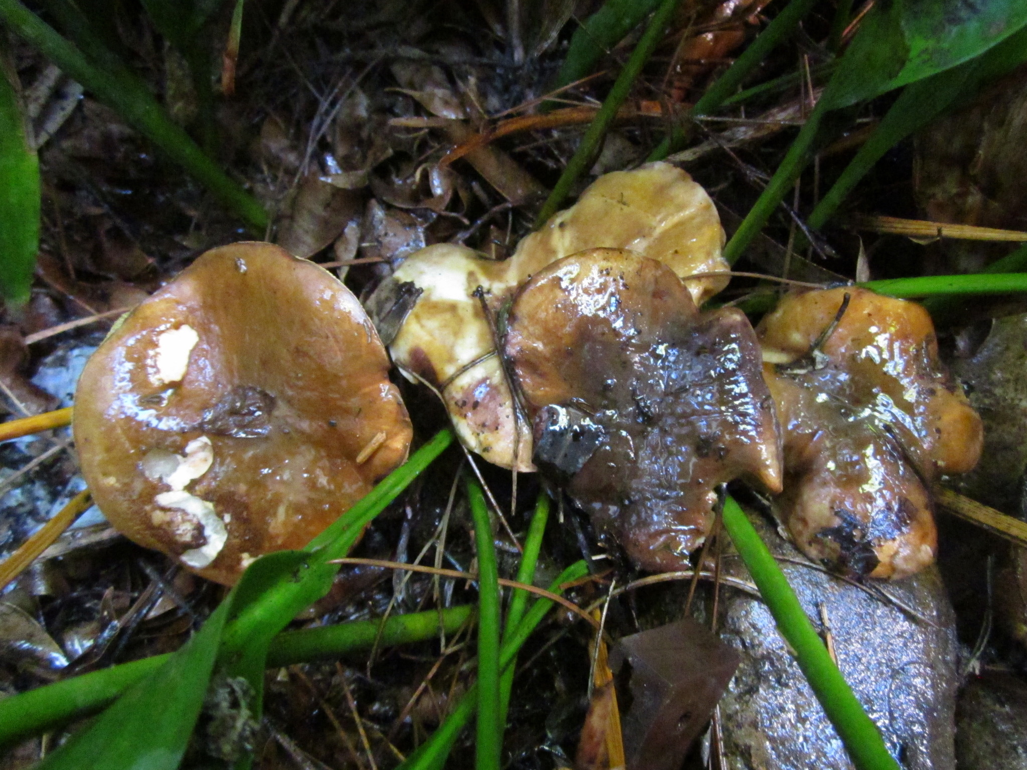 Suillus pungens image