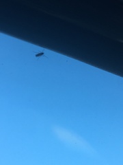 Insecta