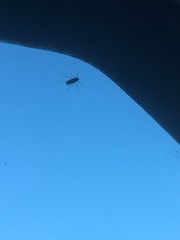 Insecta