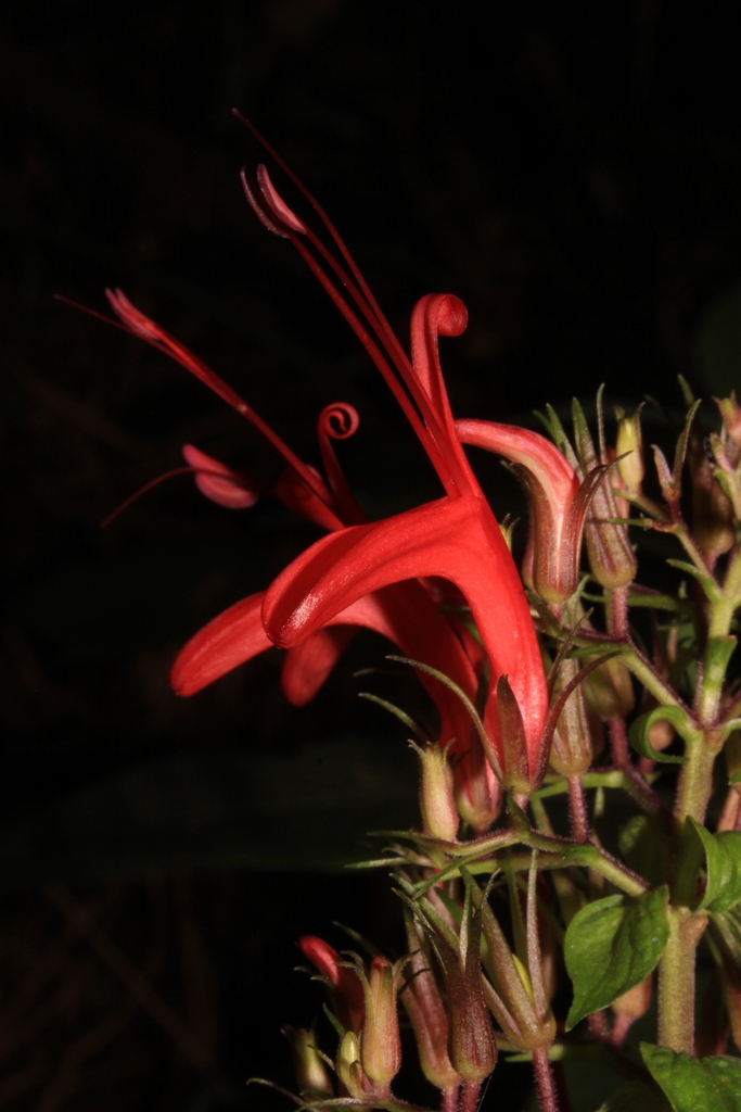 Stenostephanus sanguineus