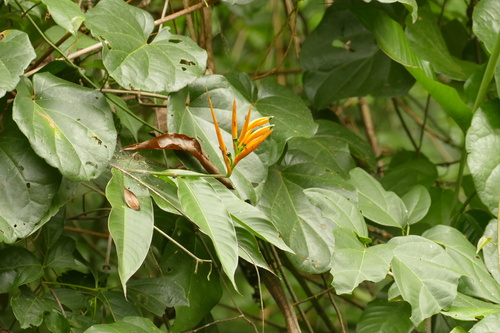 Heliconia hirsuta, photograph 5