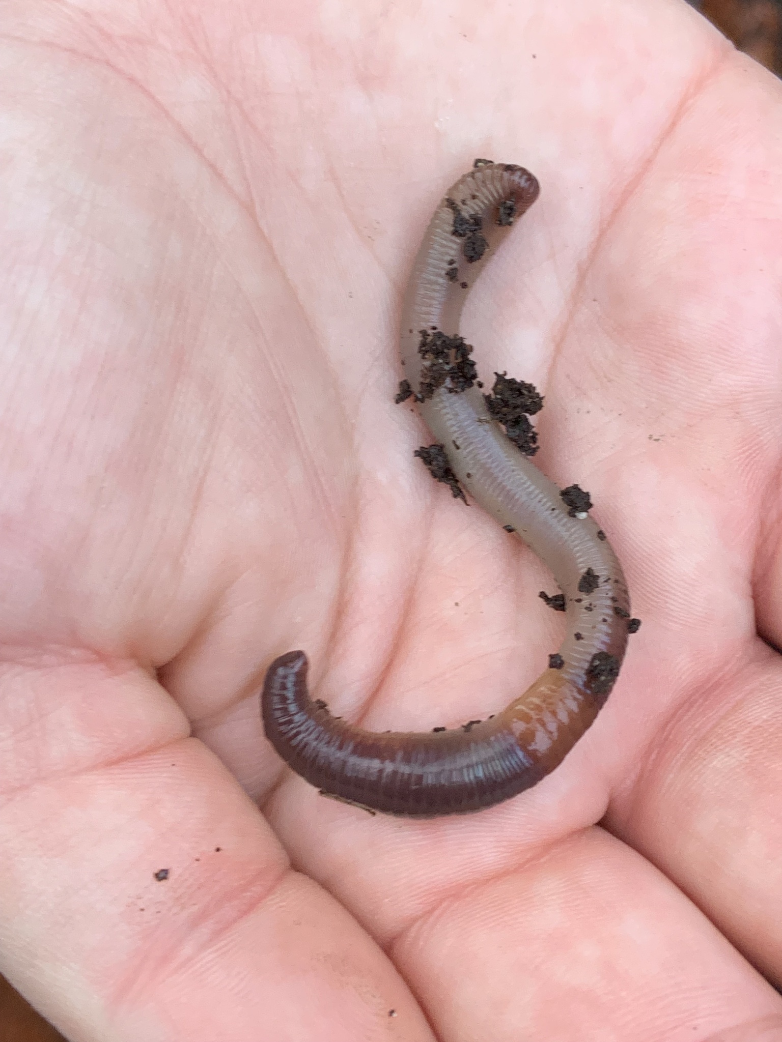 Lumbricus rubellus Hoffmeister, 1843