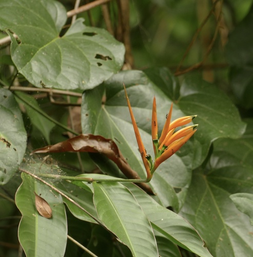 Heliconia hirsuta, photograph 4