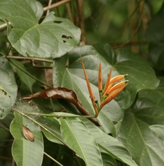 author not stated, no rights reserved Heliconia hirsuta, photograph author not stated, no rights reserved