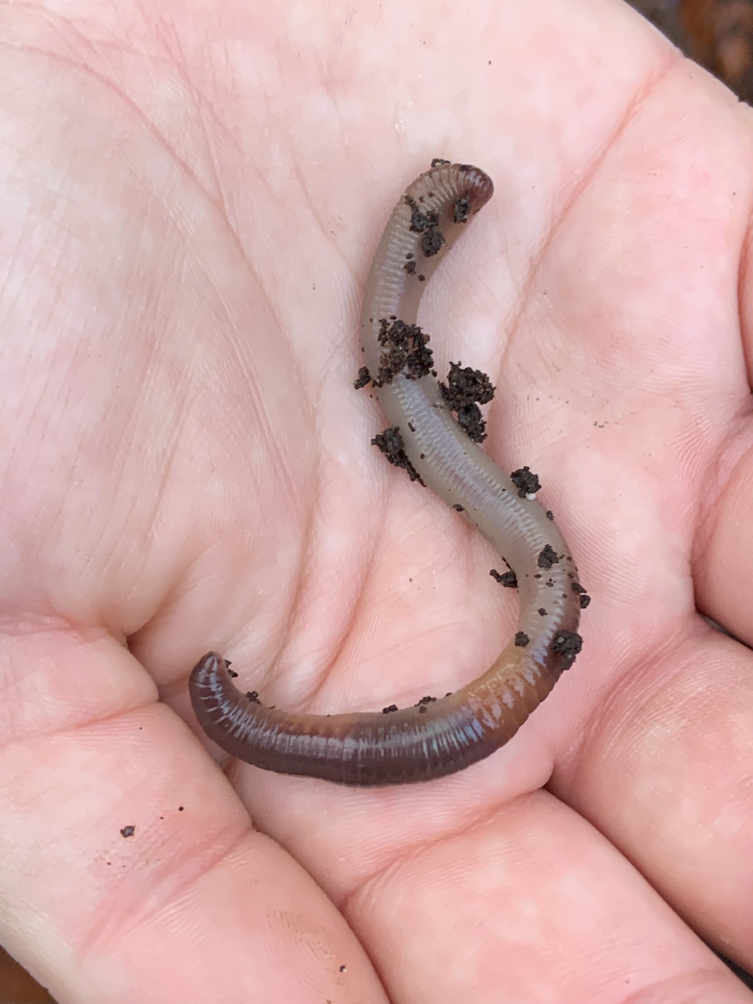 Lumbricus rubellus Hoffmeister, 1843