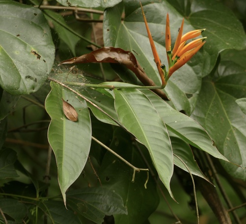 Heliconia hirsuta, photograph 6