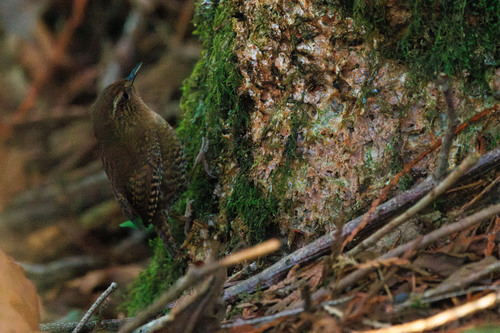 Pacific Wren (Troglodytes pacificus), photo 5