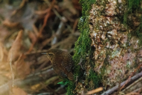 Pacific Wren (Troglodytes pacificus), photo 6